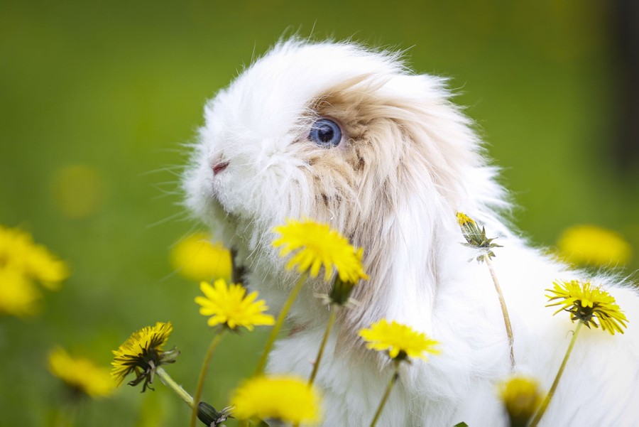 A pet rabbit, among flowers