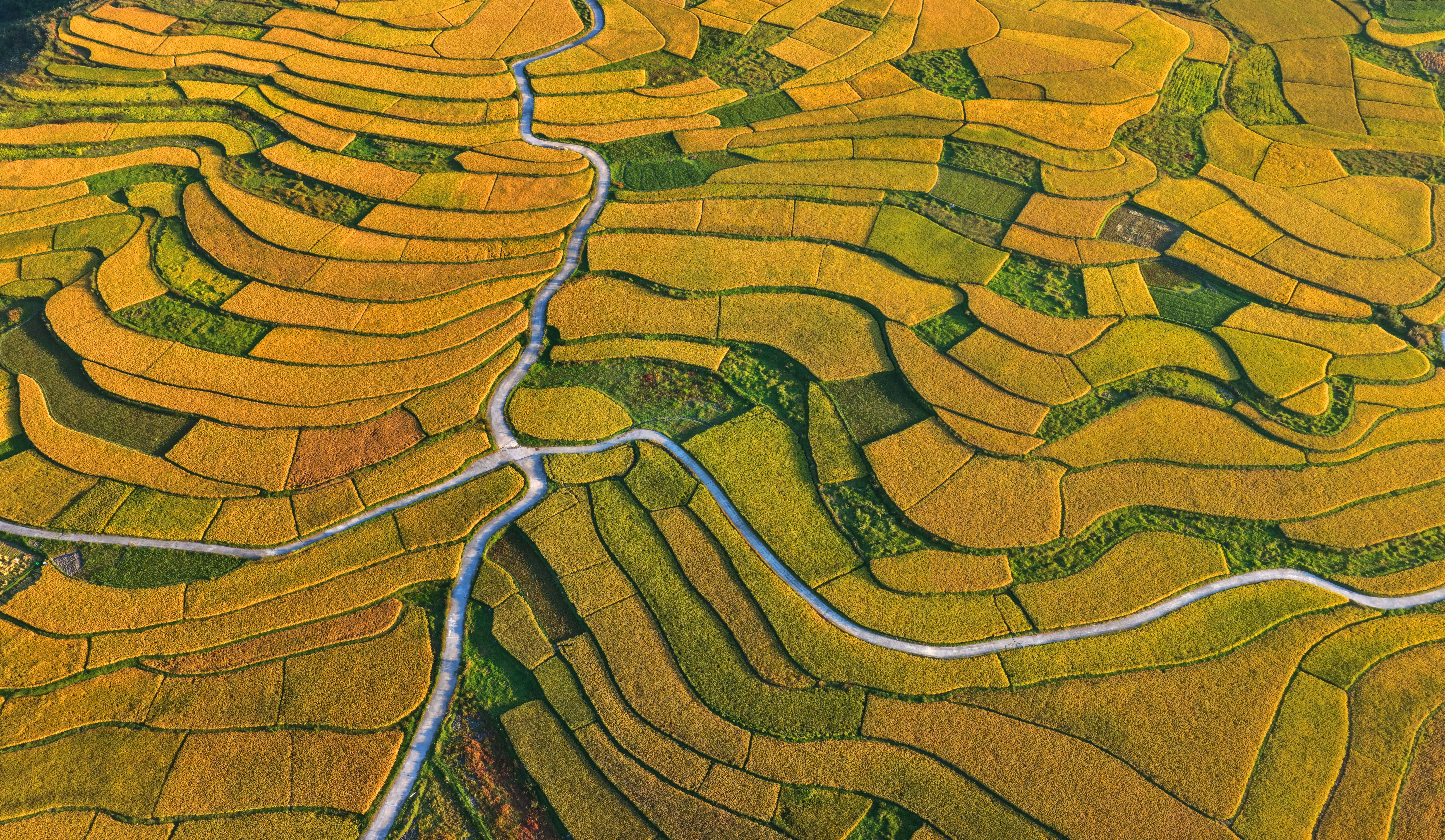 An aerial view of terraced rice fields, with meandering paths flowing through them
