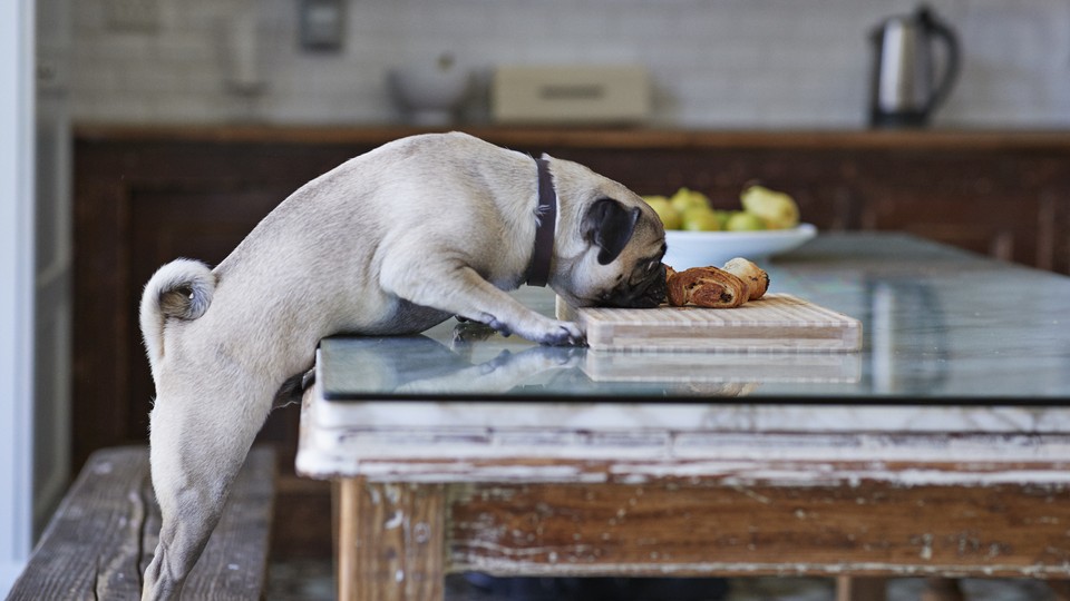 New FDA Warning Cautions Against Grain Free Dog Food The Atlantic