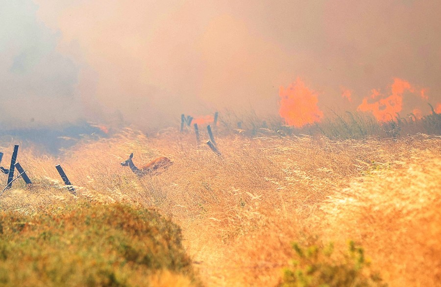An animal that looks like a deer runs through tall grass, away from nearby flames.