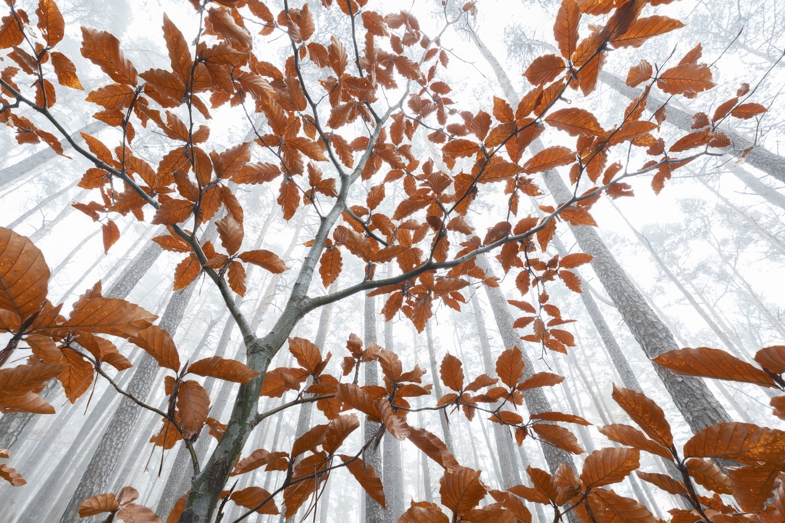 A view, looking upward, of autumn-colored leaves in a small tree beneath taller tree trunks on a misty day
