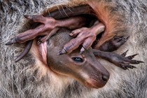 A young wallaby tries to snuggle into its mother’s pouch.