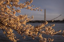 Warm sunlight on cherry blossoms, with the Washington Monument visible in the background