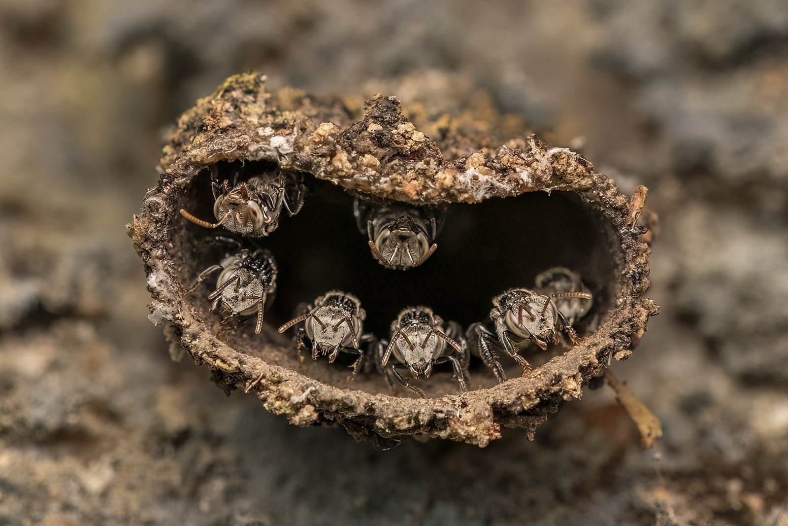 A half-dozen bees, seen inside a tube-shaped nest