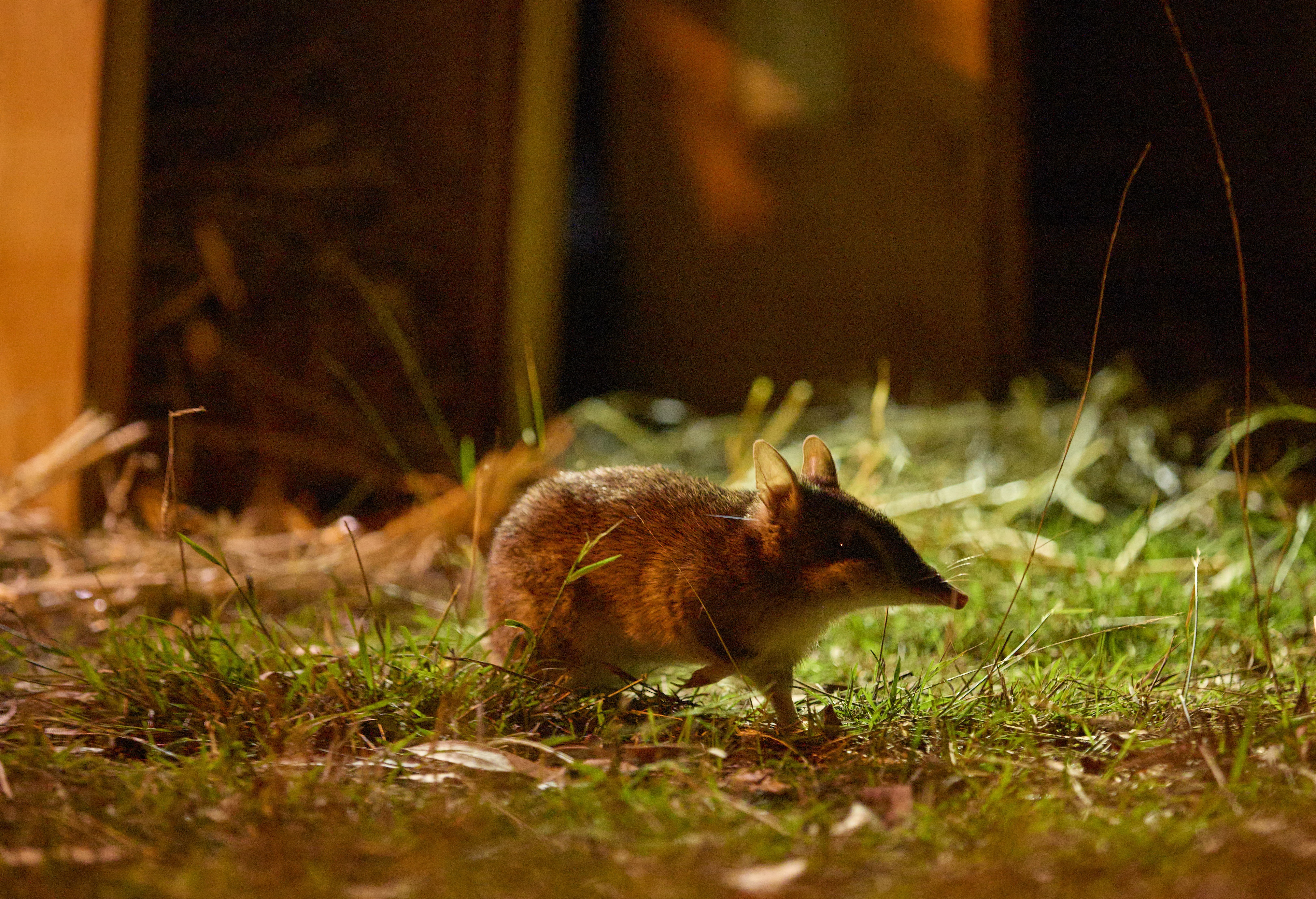 A bandicoot—a small rodent with a long, thin snout—walks through grass after being released.