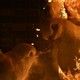 Two large sculptures of doves are consumed by flames.