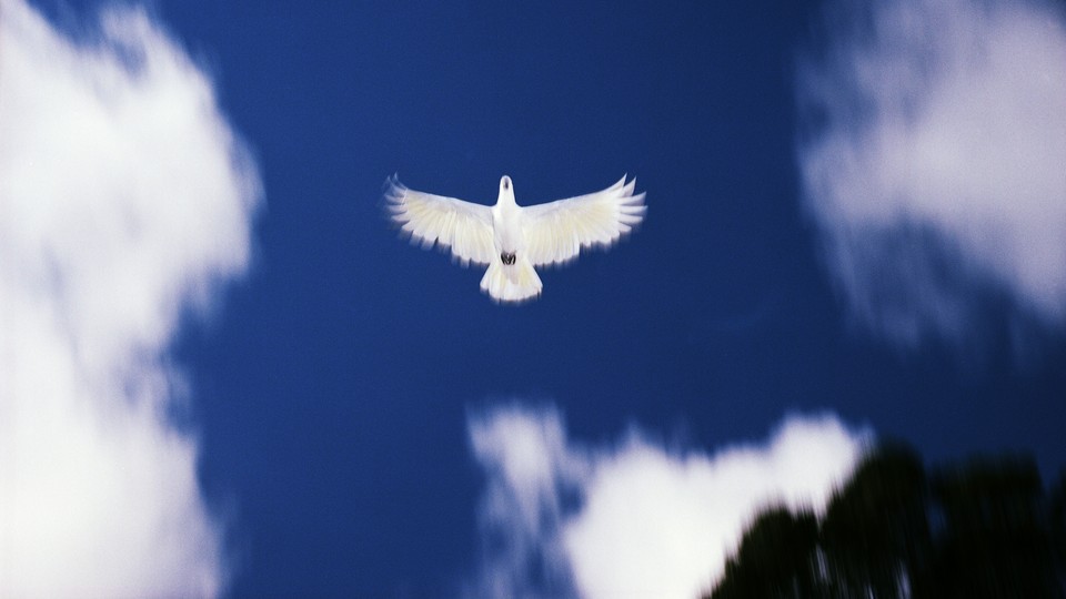 A dove flying across a blue sky