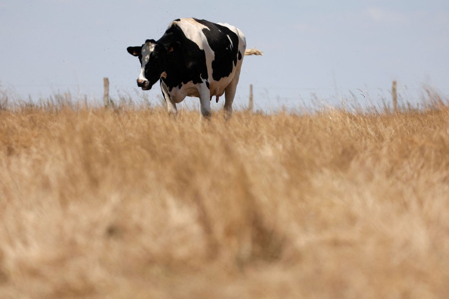 A cow grazes in a field of very dry grass.
