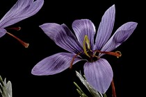 a vibrant purple flower against a black background