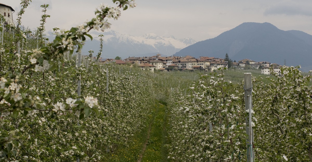 Why Italians Are Growing Apples for Wild Bears