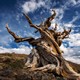 A twisted bristlecone pine against a blue sky