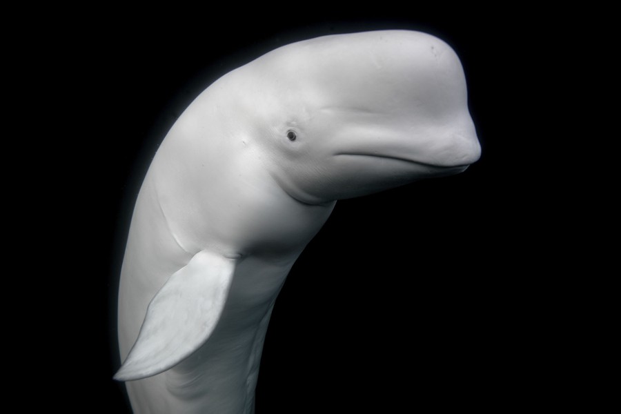 2021 Sony World Photography Awards photo of beluga whale