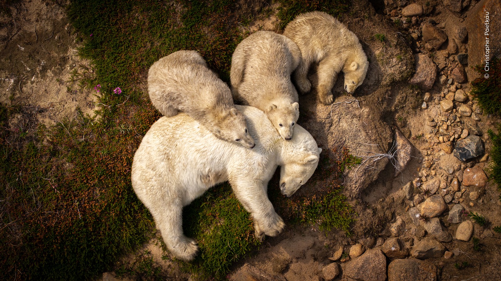 A mother polar bear and her three cubs rest, lying on top of each other, seen from above.