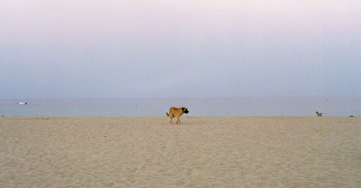 Dogs are a beach’s worst nightmare