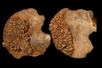 The pelvic bones of a child, decorated with ivory beads and ocher 