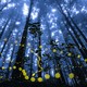 An upward-looking view inside a dark forest, dotted by many yellow-green blobs—firefly trails caught in a long exposure