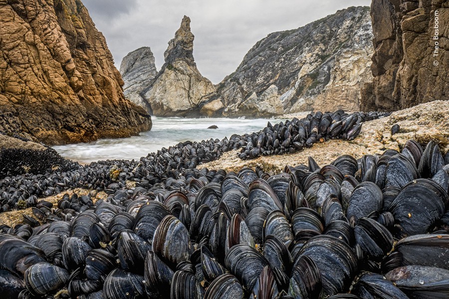 A low-angle view of many clustered mussels along a rocky shoreline