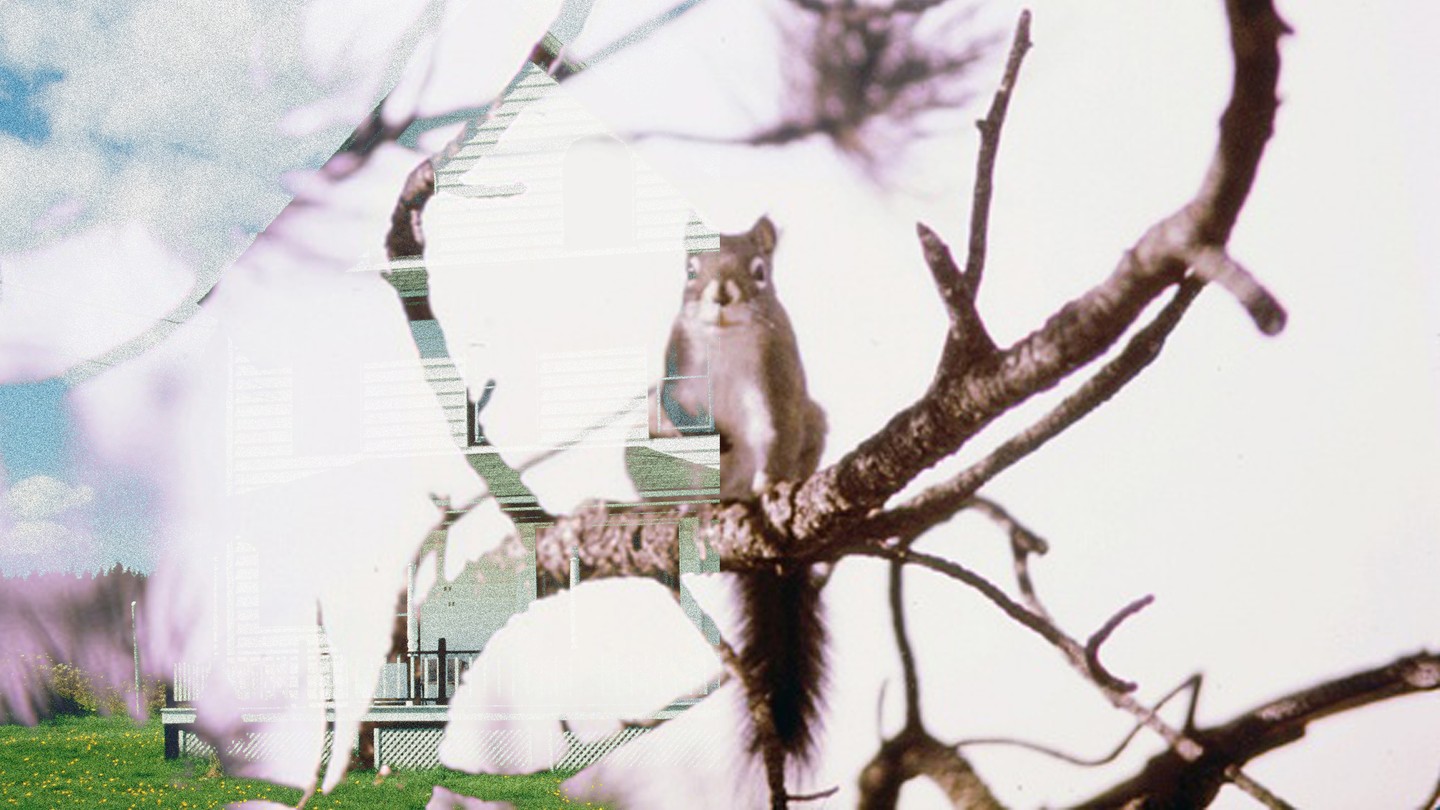 New Yorkers Climb Fire Escape to Rescue Baby Blue Jay