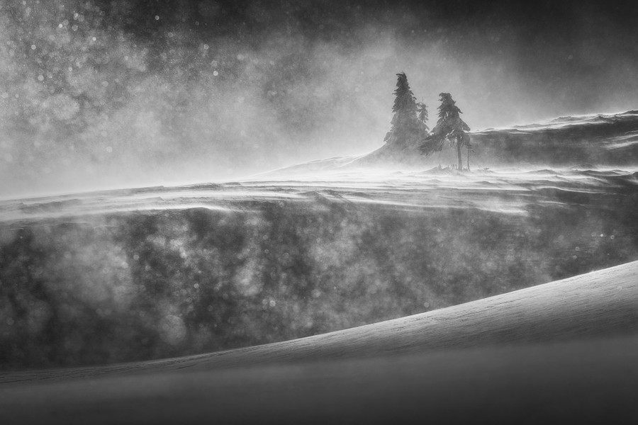 Two pine trees on a snow-covered hillside, seen on a blustery day