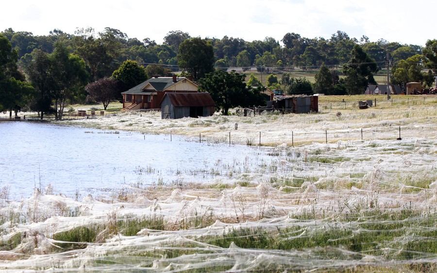Spiders cover Australian region of Gippsland in cobwebs as they flee  flooding