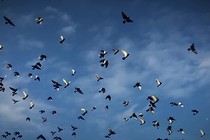 Birds flying blue sky