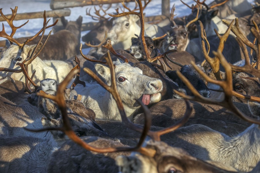 A close view of a tightly packed herd of reindeer. A white one in the center had its tongue hanging out to the side.