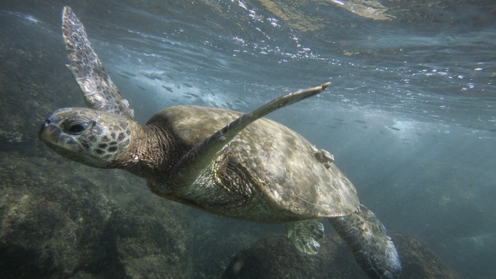 A green sea turtle is seen off the coast of Oahu, Hawaii, in 2006.