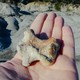 Mosasaur Humerus bone