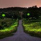 Grassy fields lit up with green fireflies