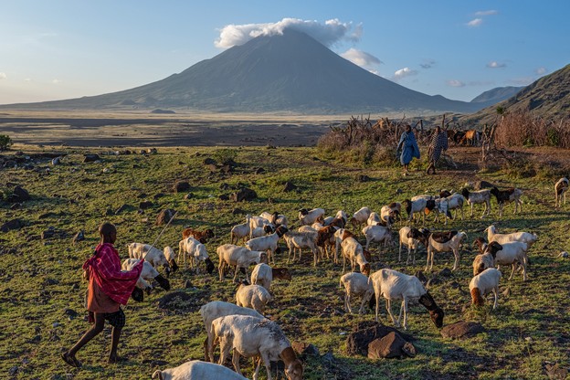 photo of boy in red shawl with goats and sheep on grass with large mountain in background
