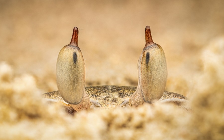 Two stalk-like eyes of a crab peek out from a small sand tunnel.