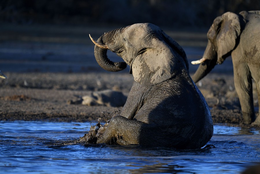 Photos: World Elephant Day 2020 - The Atlantic