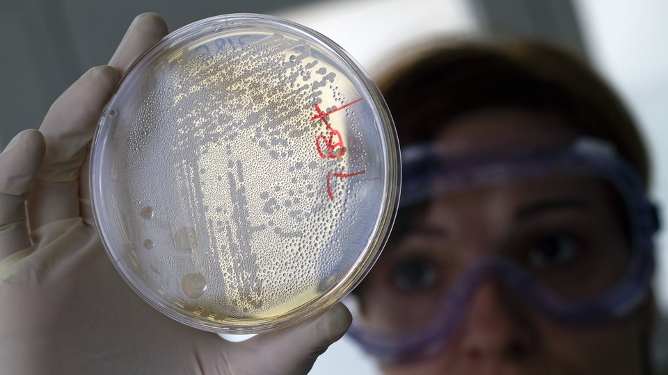 A lab worker holds up a petri dish containing strains of E. coli bacteria.