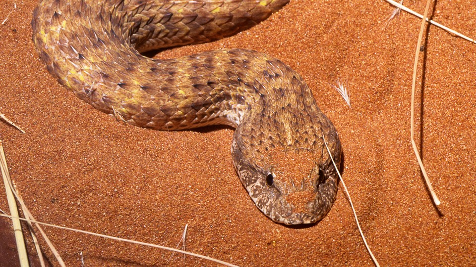 Surprise Snakes Have Clitorises The Atlantic