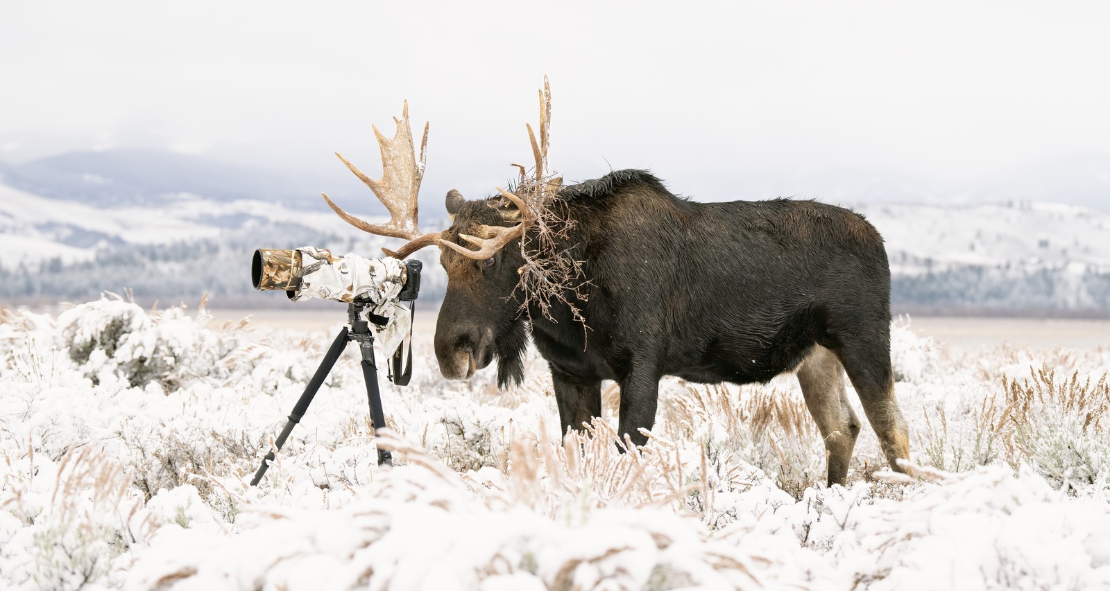 A bull moose stands in a snowy field, directly behind a large camera/lens on a tripod, appearing as if it were lining up a photograph.