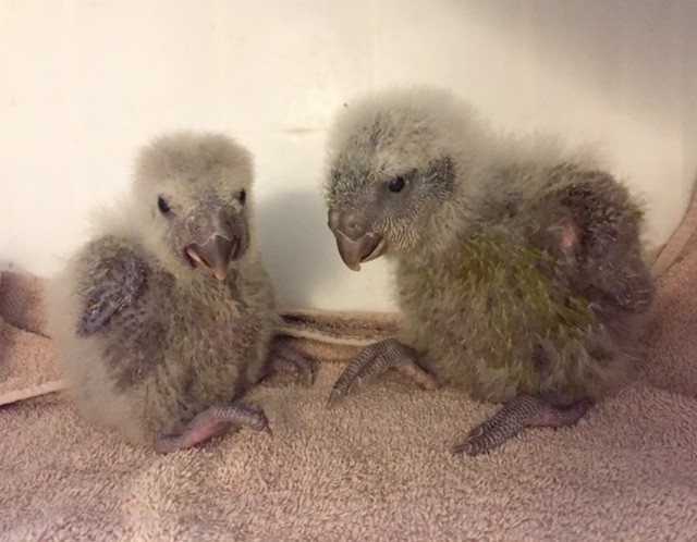 baby kakapo parrot