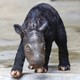A small baby rhino, in a zoo, its body and legs covered in short dark fur