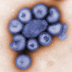Particles of the influenza virus