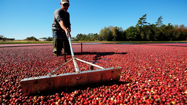 A worker harvests cranberries in Carver, Massachusetts.