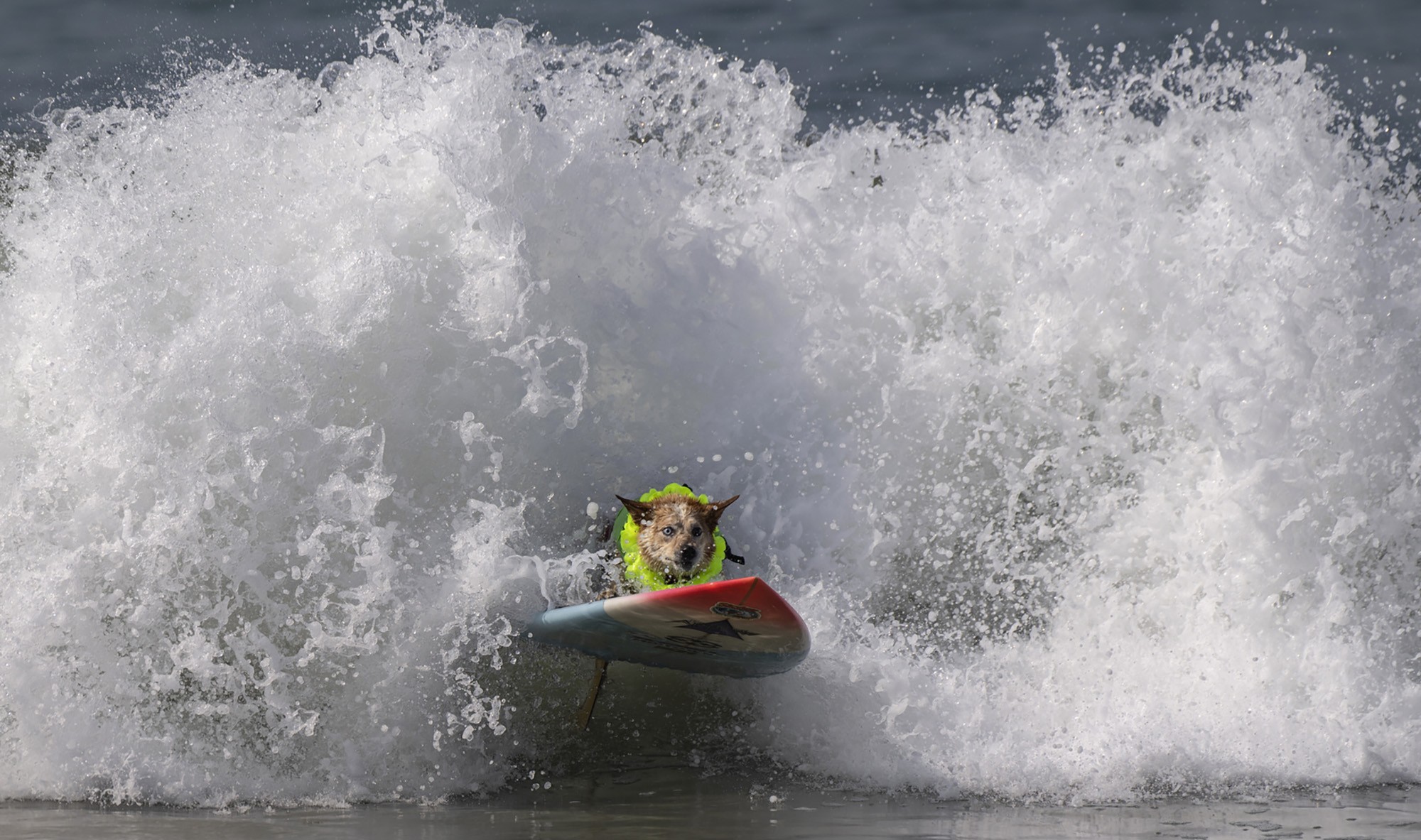 A dog rides a surfboard out of a crashing wave with a very focused look on its face.