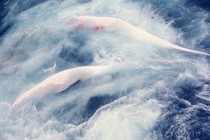 Whales being towed by a whaling vessel