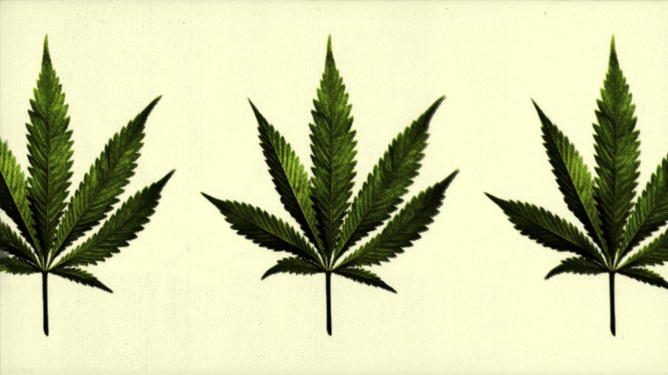 Cannabis leaves