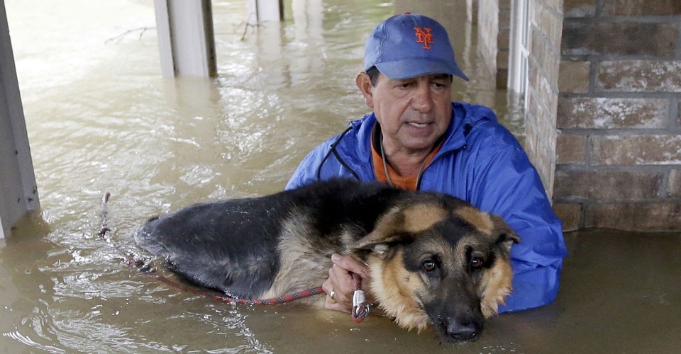 Photos: Pet Rescues in Harvey's Wake - The Atlantic