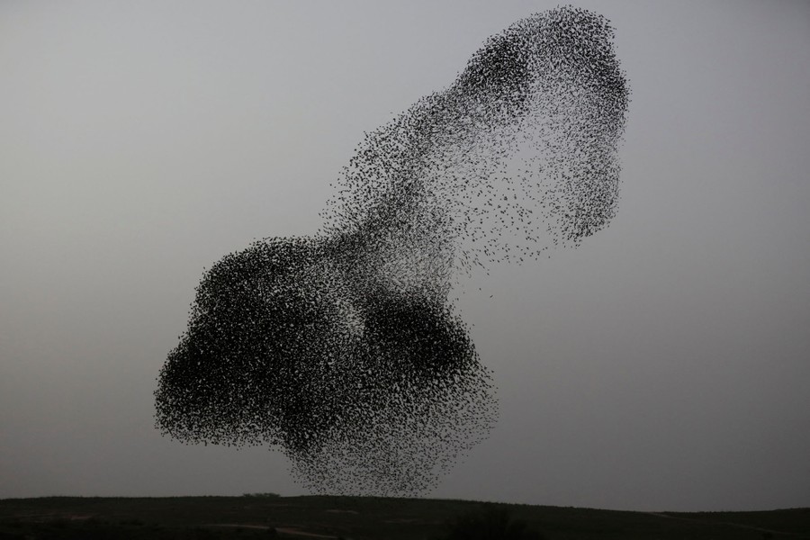 A tight flock of starlings forms a cloud shaped like a rabbit's head.