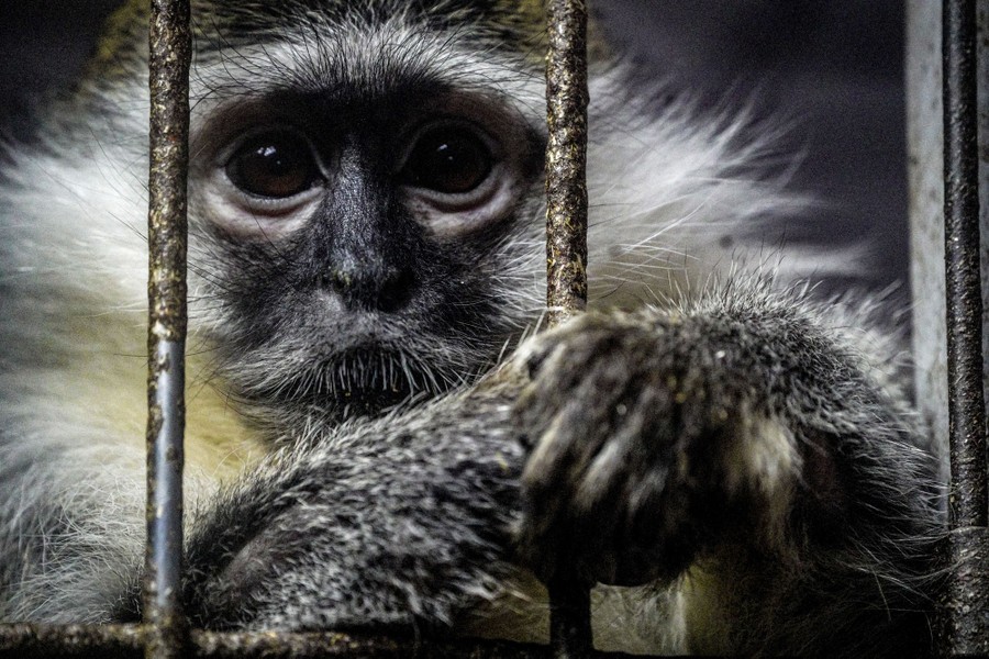A small monkey leans on the bars of a cage, looking toward the photographer.