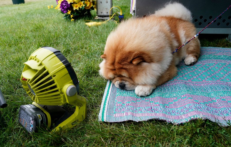A chow chow lies in front of a fan, cooling off.