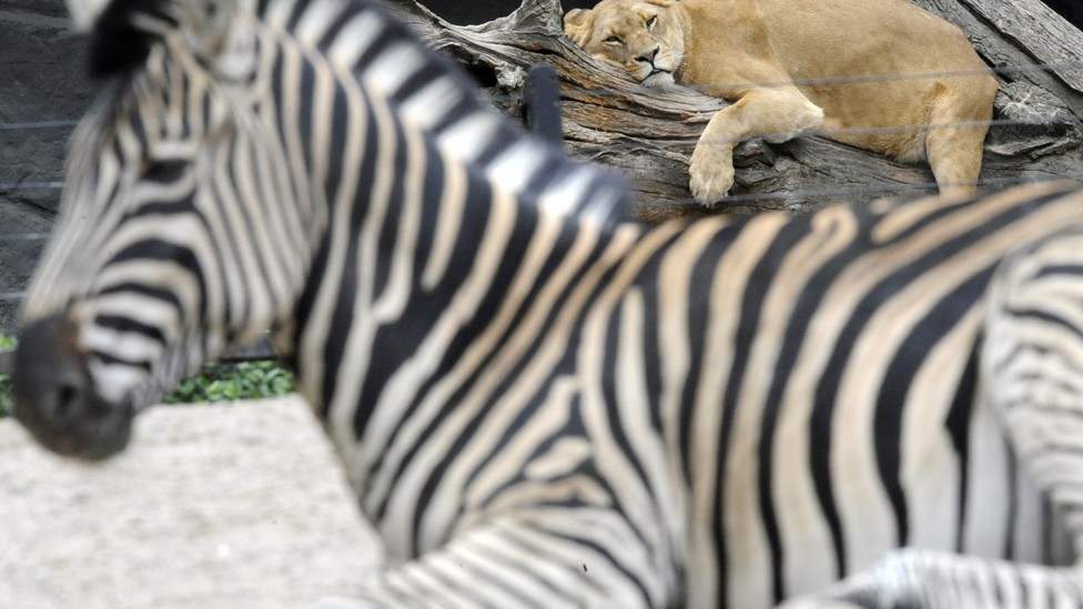To Lions, Zebras Are Mostly Gray - The Atlantic