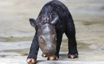 A small baby rhino, in a zoo, its body and legs covered in short dark fur
