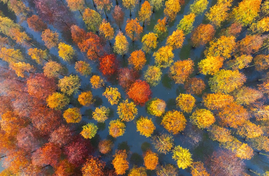 An aerial view of trees standing in a lake, topped with varying shades of autumn leaves