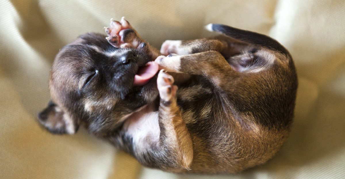 The Politically Subversive Power of Puppies - The Atlantic